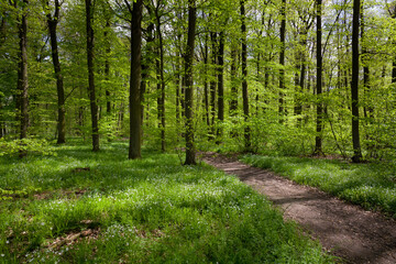 Spring path in the forest.
