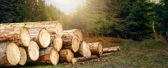 Forest pine and spruce trees. Log trunks pile, the logging timber wood industry.