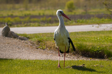 white stork in the grass