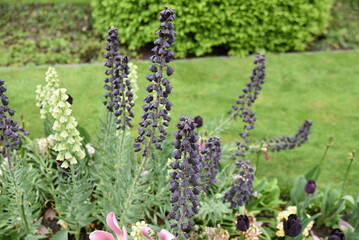 Obraz premium Fritillaria persica au jardin au printemps
