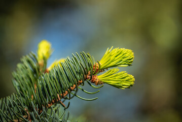 Fresh pine needles on the branch in spring