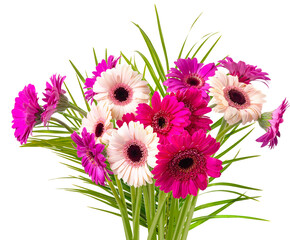 PNG, Multi-colored gerberas on legs and palm leaves. Isolate 