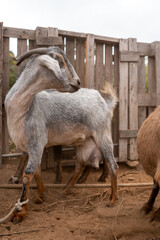 vertical composition. a gray goat in a stable
