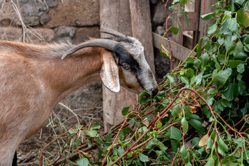 a brown goat eats leaves from the branches of a tree. close up