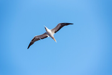 Seabird Masked, Blue-faced Booby (Sula dactylatra) flying over the ocean. Seabird is hunting for flying fish jumping out of the water.