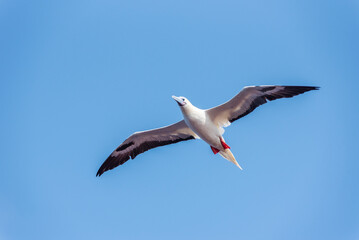 Obraz premium Seabird Masked, Blue-faced Booby (Sula dactylatra) flying over the ocean. Seabird is hunting for flying fish jumping out of the water.