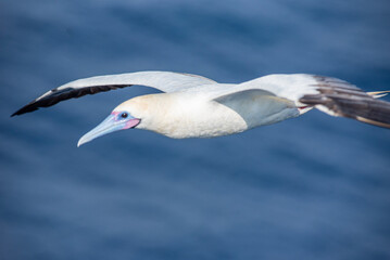 Fototapeta na wymiar Seabird Masked, Blue-faced Booby (Sula dactylatra) flying over the ocean. Seabird is hunting for flying fish jumping out of the water.