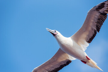 Seabird Masked, Blue-faced Booby (Sula dactylatra) flying over the ocean. Seabird is hunting for flying fish jumping out of the water.