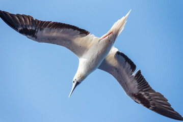 Seabird Masked, Blue-faced Booby (Sula dactylatra) flying over the ocean. Seabird is hunting for flying fish jumping out of the water.