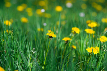 Field of yellow dandelions.