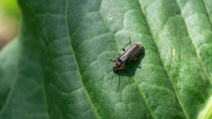 Black and orange long beetle in sunlight. A beetle sits on a green leaf