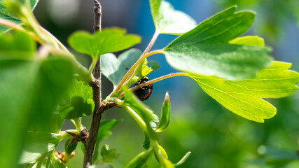 Ladybug on a green leaf. Ladybug in the shade of leaves. Ladybug close-up. Ladybug on the back of the leaf