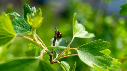 Ladybug on a green leaf. Ladybug in the shade of leaves. Ladybug close-up. A ladybug crawls along the stem of a plant.