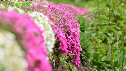 Obraz premium From all the flowers, I like the most those that bloom in spring