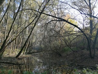 morning in the woods