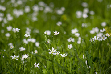 Spring forest white flowers.