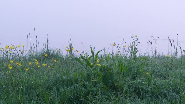A duck flies away in the morning mist, with dew on the grass and plants. It's early spring.