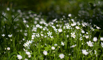 Spring forest white flowers. - 600107244