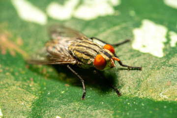 Naklejka premium fly on leaf