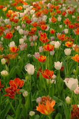Red, Yellow, and White Blooming Tulips