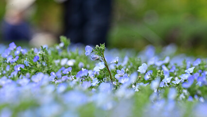 From all the flowers, I like the most those that bloom in spring
