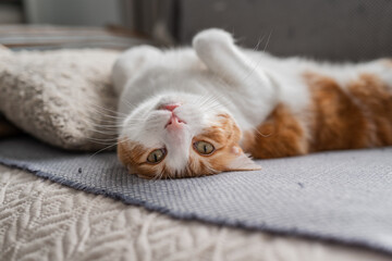 close up. brown and white cat with yellow eyes lying on its back on a gray sofa.