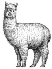 Vintage engraving isolated lama set illustration ink  sketch. Alpaca background America animal silhouette art. Black and white hand drawn image. © Turaev