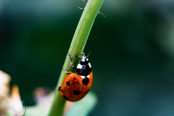 Obraz premium Ladybug on plant in a garden