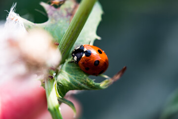 Ladybug on plant with aphids in a garden