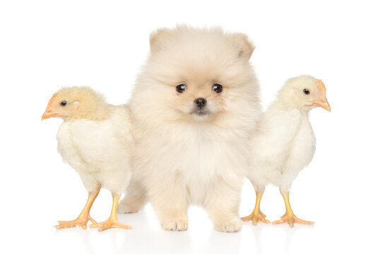 Two chickens and a Pomeranian puppy