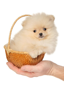 A Pomeranian puppy in a small wicker basket