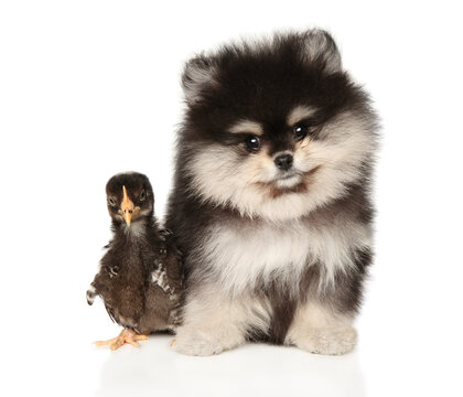 Pomeranian puppy and chicken