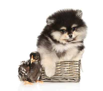 Chick and Pomeranian Spitz puppy on a white background