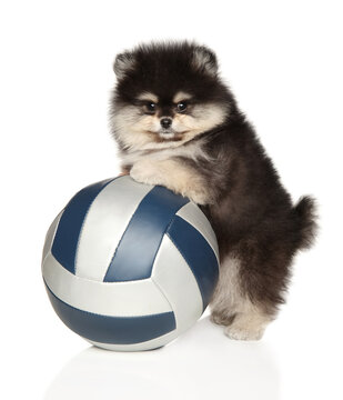 Pomeranian puppy with a volleyball on white background