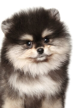 Close-up of Pomeranian Spitz puppy