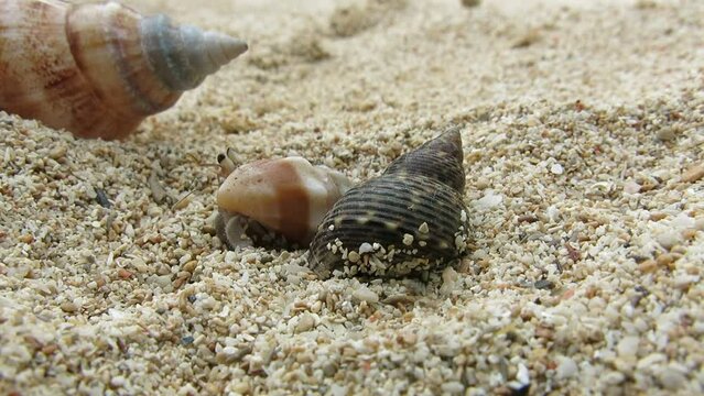 hermit crabs on white sand beach are waking up and moving when they fell its safe enough. they hide on their shells when they feel threatened