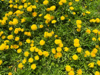 in spring in April, yellow dandelions bloom in the city