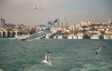Fototapeta na wymiar Seagulls flying in Bosphorus Istanbul to catch the ferry boat
