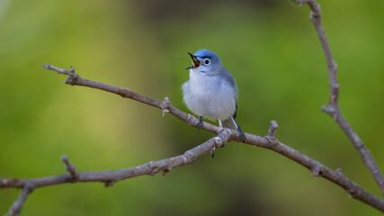 glue gray gnatcatcher singing