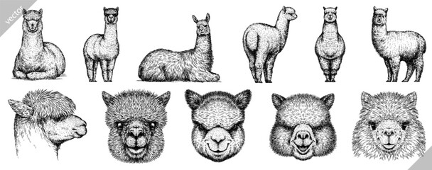 Vintage engraving isolated lama set illustration ink sketch. Alpaca background America animal silhouette art. Black and white hand drawn vector image. © Turaev