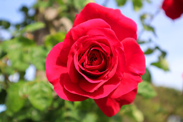 bonita flor roja de cerca