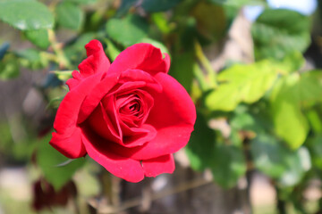 bonita flor roja de cerca