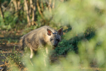 Fototapeta premium Brown Hyena cub