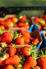 Beautiful ripe strawberries for sale at a farmers market. Freshly picked strawberries on a strawberry farm. Organic fruits. 