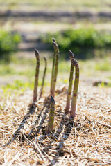 Green asparagus growing on a field on a sunny day. Organic farming asparagus, ecological agriculture. 