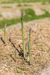 Green asparagus growing on a field on a sunny day. Organic farming asparagus, ecological agriculture. 