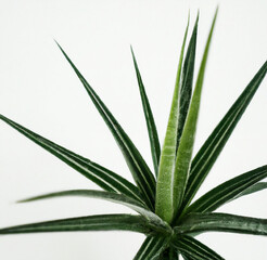 Obraz premium Aloe Vera Plant Leaves On White Background