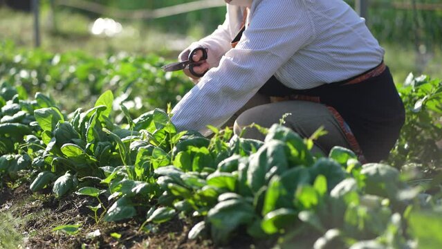 ほうれん草を収穫する女性