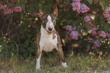 dog bull terrier sitting outdoors