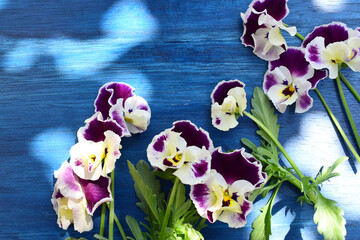 青い背景のビオラ